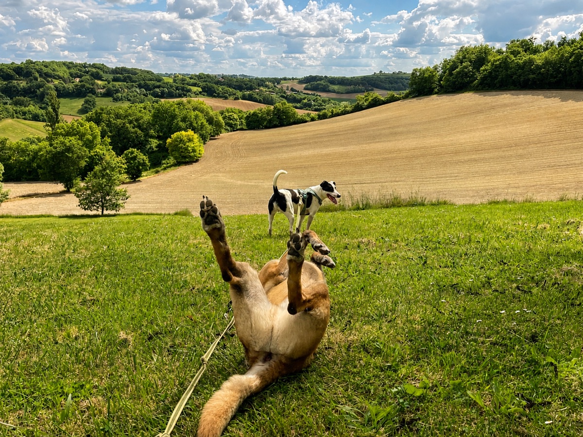 Un chien se roule dans l'herbe pattes en l'air, un autre veille derrière lui