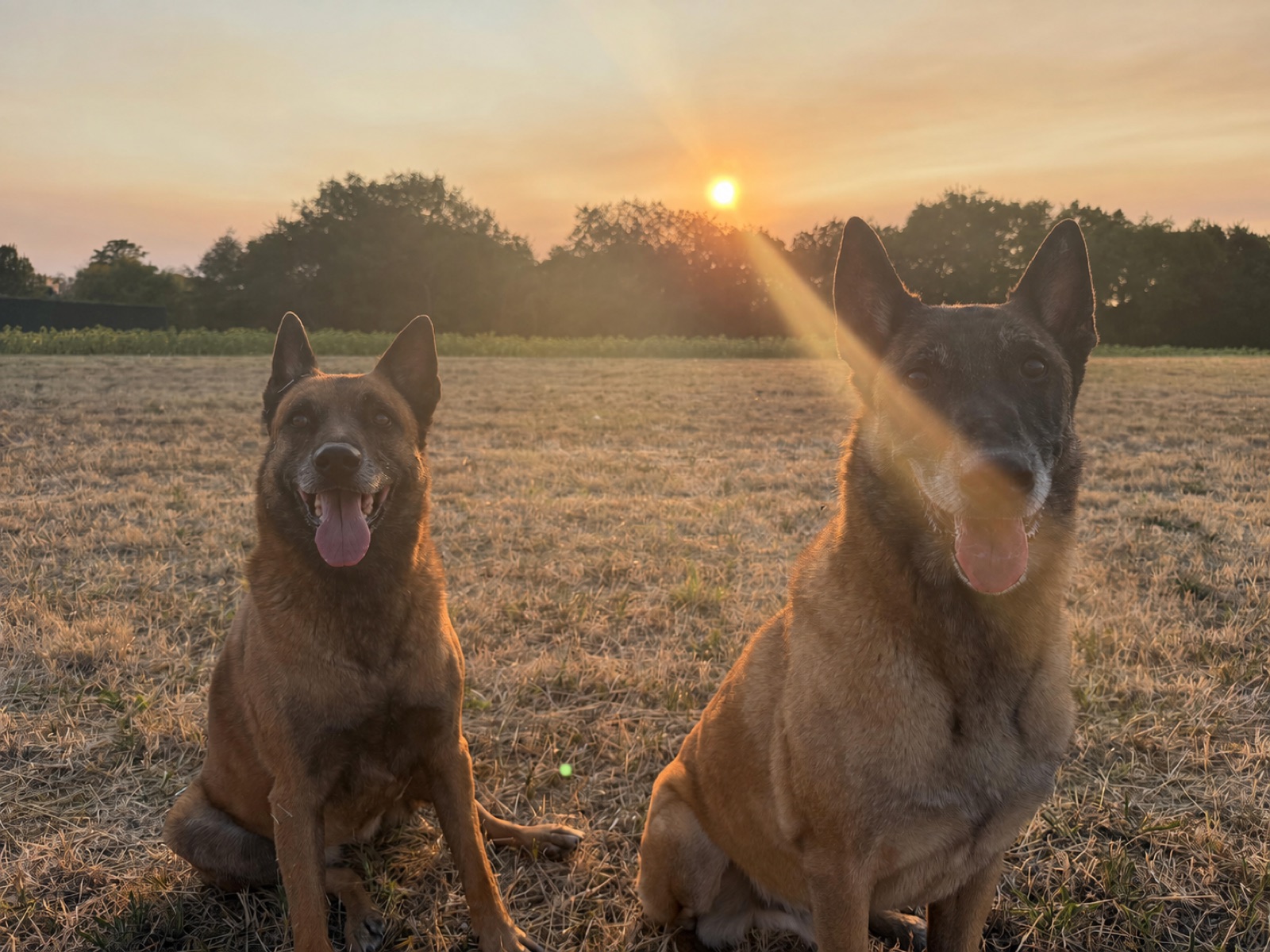 Magnum et One assis côte à côte face à l'objectif, au coucher du soleil