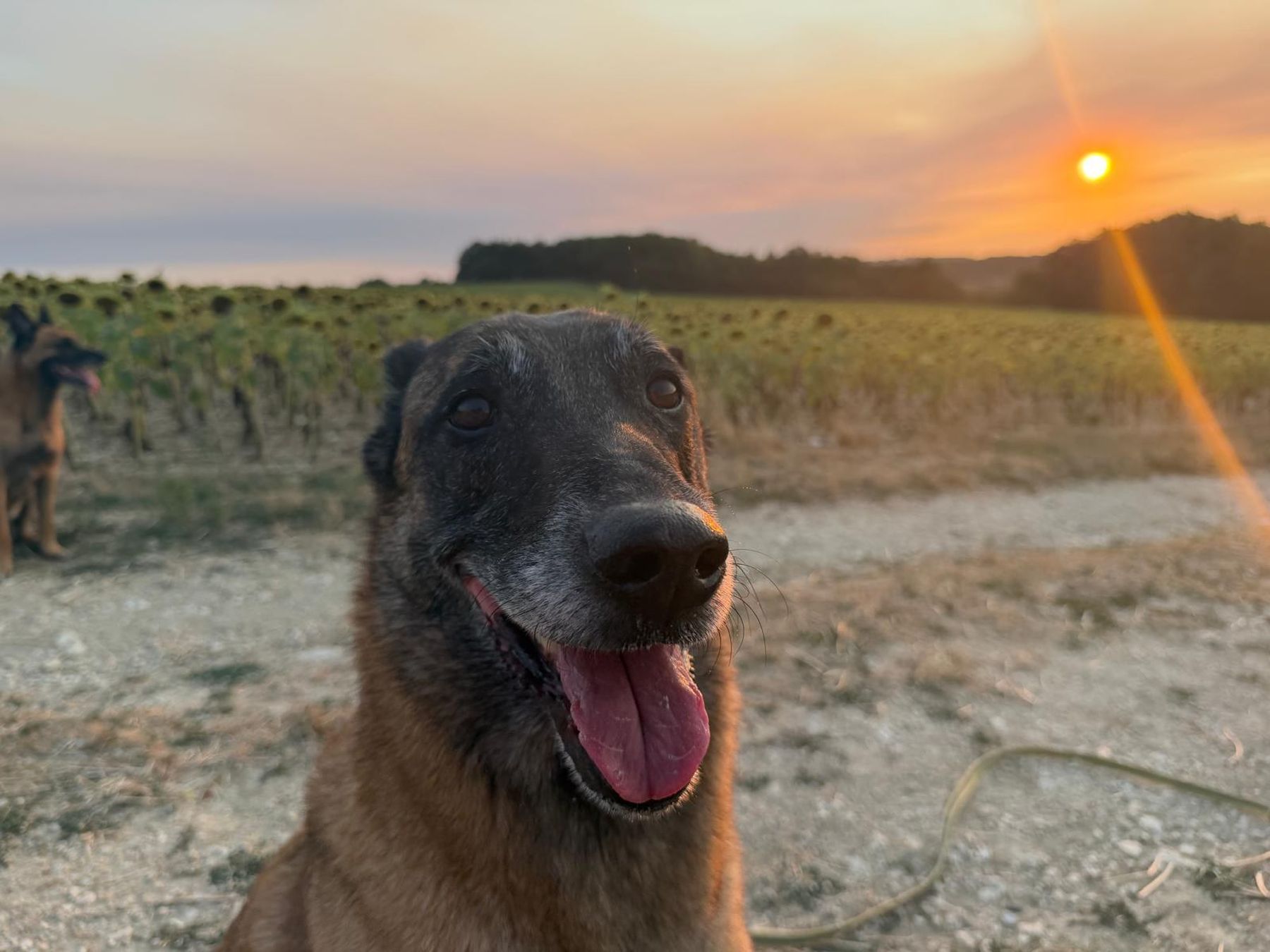 Magnum, berger belge, au coucher du soleil devant un champ de tournesols